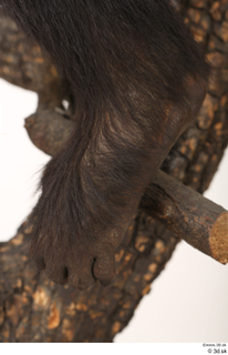 Chimpanzee Bonobo foot 0009.jpg